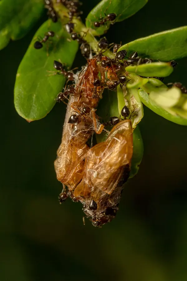 Czy zwalczanie mrówek może stanowić poważny problem?