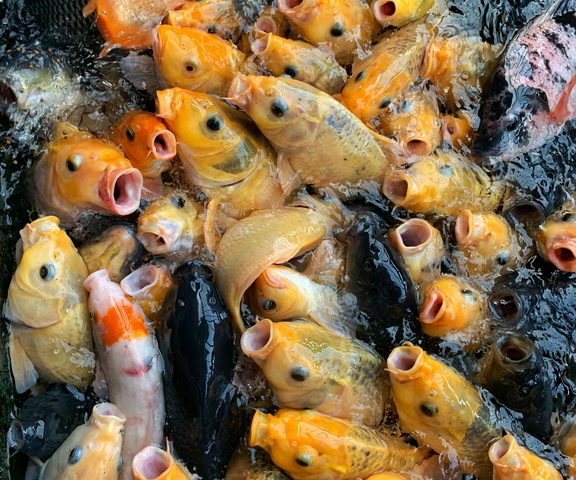 Karp koi do akwarium: Jakie warunki musisz spełnić, by ryba była zdrowa?